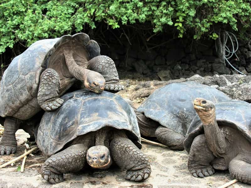 Galápagos Islands, Ecuador